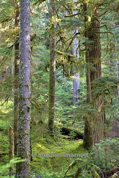 opal creek forest 1 graphic